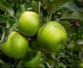 Granny Smith 