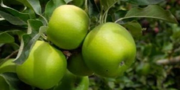 Granny Smith 